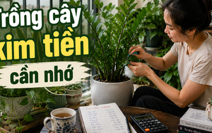 Cây kim tiền được xem là “hút tài lộc”, nhưng có 3 kiểu gia đình nên cân nhắc kỹ trước khi mua về nhà