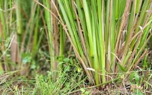 Loài cỏ được ví là "cỏ thần" chống sạt lở, còn có khả năng giảm ô nhiễm dioxin