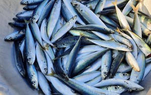 Bác sĩ tiết lộ 5 loại cá bình dân giàu omega-3 không thua cá hồi: Chợ Việt có tất cả