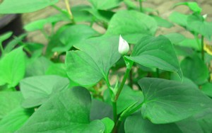 Vì sao người xưa thường trồng cây diếp cá quanh nhà?