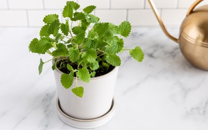Trồng 7 loại cây này trong nhà, gián không dám bén mảng