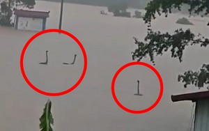 Làm rõ bức ảnh rắn ngóc đầu như “quái vật hồ Loch Ness” trong nước lũ Trung Quốc: Sự thật còn không tưởng hơn
