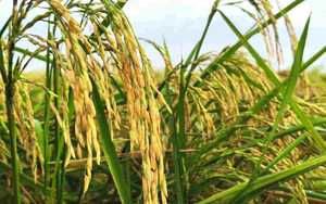 Một khách hàng của gạo Việt ra thông báo ngừng nhập khẩu