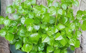 Loại rau dại ở Việt Nam được thế giới săn lùng: Là "thuốc" chống ung thư, hạ đường huyết