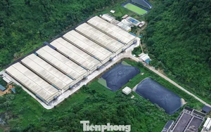 Thanh Hóa tổng kiểm tra cơ sở chăn nuôi sau vụ tai nạn trong trại lợn làm 5 người chết