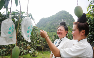 Hạn hán khiến xoài Sơn La giảm sản lượng, người trồng vẫn lãi lớn nhờ làm đúng một việc