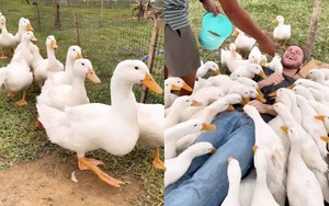 Cảnh khách Tây 'phê massage vịt' ở Hội An khiến dân mạng Việt cũng muốn thử