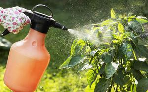 Vì sao nhiều người xịt nước tỏi lên cây? Đơn giản nhưng không phải ai cũng biết