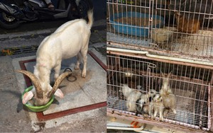Từng được ví như ‘thảo cầm viên thu nhỏ’, quán cà phê nay hứng bão 1 sao, khu nuôi nhốt ám ảnh người nhìn