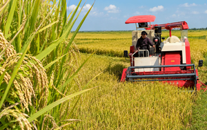Giống lúa Việt Nam gây kinh ngạc ở Cuba: Chỉ bón 1/3 phân, năng suất gấp 3 lần