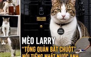 Mèo Larry - ‘công chức’ nổi tiếng nhất nước Anh: 15 năm ở số 10 Downing, qua 7 đời Thủ tướng, được chuẩn bị tang lễ mật danh ‘Larry Bridges’