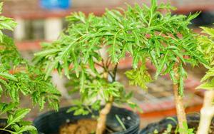 6 lưu ý cho các gia đình đang trồng cây đinh lăng