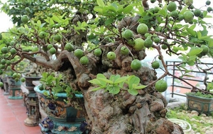 Có một loại cây được người xưa xem như "báu vật" của sân vườn, nhà nào cũng từng có
