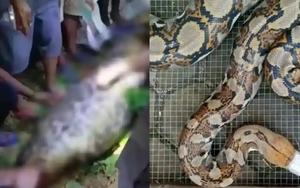 Bi kịch kinh hoàng tại Indonesia: Người đàn ông bị con trăn gấm nuốt chửng trên đường về nhà
