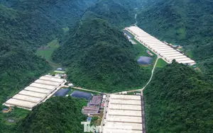 Khởi tố vụ án 5 người chết trong trại lợn của Công ty Dabaco Thanh Hóa