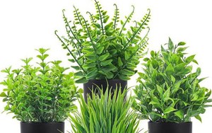 5 loại cây chớ nên đặt trong nhà