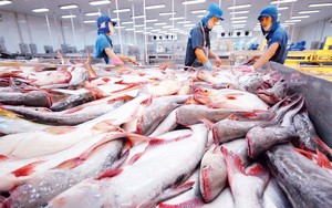 Loại cá giàu DHA của Việt Nam vươn lên Top 1 thế giới, khách Tây mê mẩn ăn "không dứt", thu về 2,4 tỷ USD