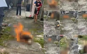 4 đứa trẻ dưới 14 tuổi gây phẫn nộ vì hành vi ngược đãi động vật, chuyên gia lên tiếng cảnh báo