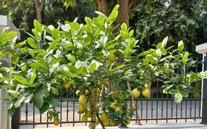 5 lý do nhất định phải trồng một cây chanh trong nhà