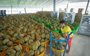 Nhờ ‘đường tắt' qua nước láng giềng Việt Nam, Campuchia đang kiếm bộn ở Trung Quốc, thương lái gom mua ào ào
