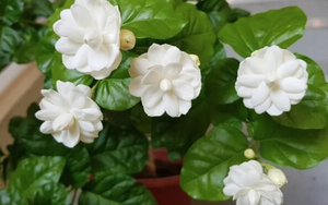 5 lý do vì sao nên trồng một khóm hoa nhài trước nhà