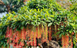 4 lý do người nhà giàu thường trồng lộc vừng trong nhà