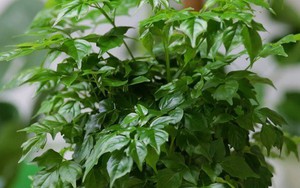 5 lý do nhiều người muốn trồng một cây hạnh phúc trong nhà