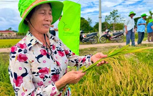 Gia Lai xuất hiện giống lúa mới, 95 ngày đã cho thu hoạch, chống đổ tốt: Nông dân phải thốt lên kinh ngạc