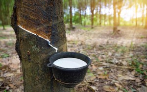 Sang Campuchia buôn “vàng trắng”, lãi hơn 300 tỷ đồng một năm
