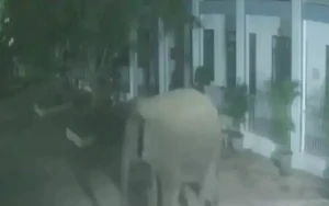 Voi rừng phá tường rào, 'đột nhập' trường bán trú lúc nửa đêm