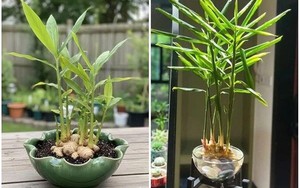 5 lý do vì sao gia đình nào cũng nên trồng một chậu gừng trong nhà