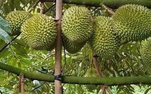 Trung Quốc phê duyệt thêm mã số cho nông sản Việt Nam xuất khẩu