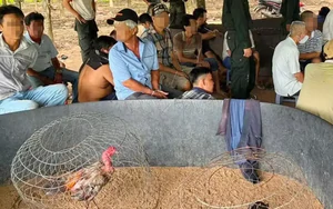 Hành trình phá sới đá gà, bắt 40 người giữa vườn cao su ở Tây Ninh
