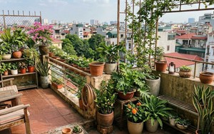 Lời khuyên khi đặt nhiều chậu cây trên ban công, sân thượng