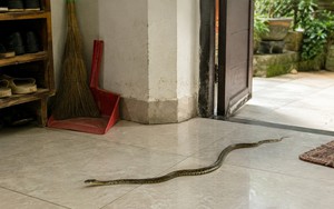 Rắn bò vào nhà có trẻ nhỏ nên làm gì đầu tiên?