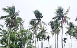 Chồng sát hại vợ rồi trèo lên ngọn dừa lẩn trốn