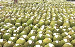 Việt Nam có loại quả 'cứu tinh của thế giới' khiến Trung Quốc phải thừa nhận ngon hơn 'của nhà trồng', cực giàu protein, diện tích trồng hơn 80.000 ha
