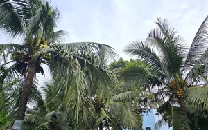 Nghi án chồng giết vợ rồi trèo lên cây dừa trốn
