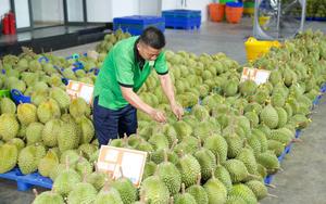 Gỡ 'vòng kim cô', mở lối cho trái cây Việt xuất ngoại