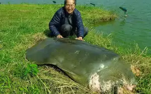'Nhà rùa học' Hà Đình Đức qua đời