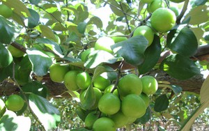 5 lý do nên trồng một cây táo trong nhà