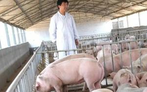 Vợ chồng chủ trang trại lợn ở Trung Quốc rơi vào cảnh tán gia bại sản, mất trắng 15 triệu USD vì án oan