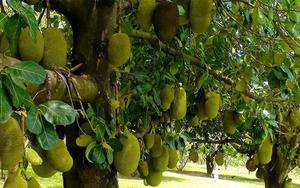 5 lý do nên trồng một cây mít trong vườn nhà