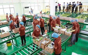 Trung Quốc gom mua gần hết một loại đặc sản, nhiều người dân Campuchia đổi đời, rủng rỉnh tiền mua đất
