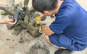 Mua chậu cây cảnh trên mạng với giá hơn 200.000 đồng, nhiều ngày sau chứng kiến cảnh tượng kinh hãi