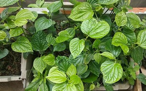 4 lý do vì sao gia đình nào cũng nên trồng 1 bụi cây lá lốt trong nhà