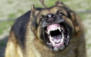 Chó dại liên tiếp tấn công 2 trẻ em ở Lâm Đồng