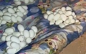 Trở về nhà sau 6 tháng đi làm, chứng kiến cảnh tượng kinh hoàng ngay khi mở cửa