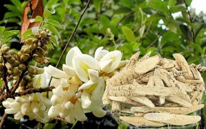 Dù bị can ngăn, anh nông dân quyết trồng loại củ ở độ sâu 20cm: 5 năm sau "báu vật tiền tỷ" xuất hiện