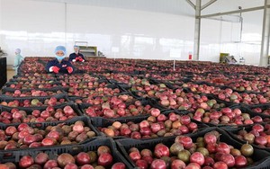 Loại quả "lọc" mỡ máu cực tốt, bán đầy chợ Việt giá chỉ từ 25.000 đồng/kg: EU ưa chuộng, xuất khẩu thu về hơn 116 triệu USD